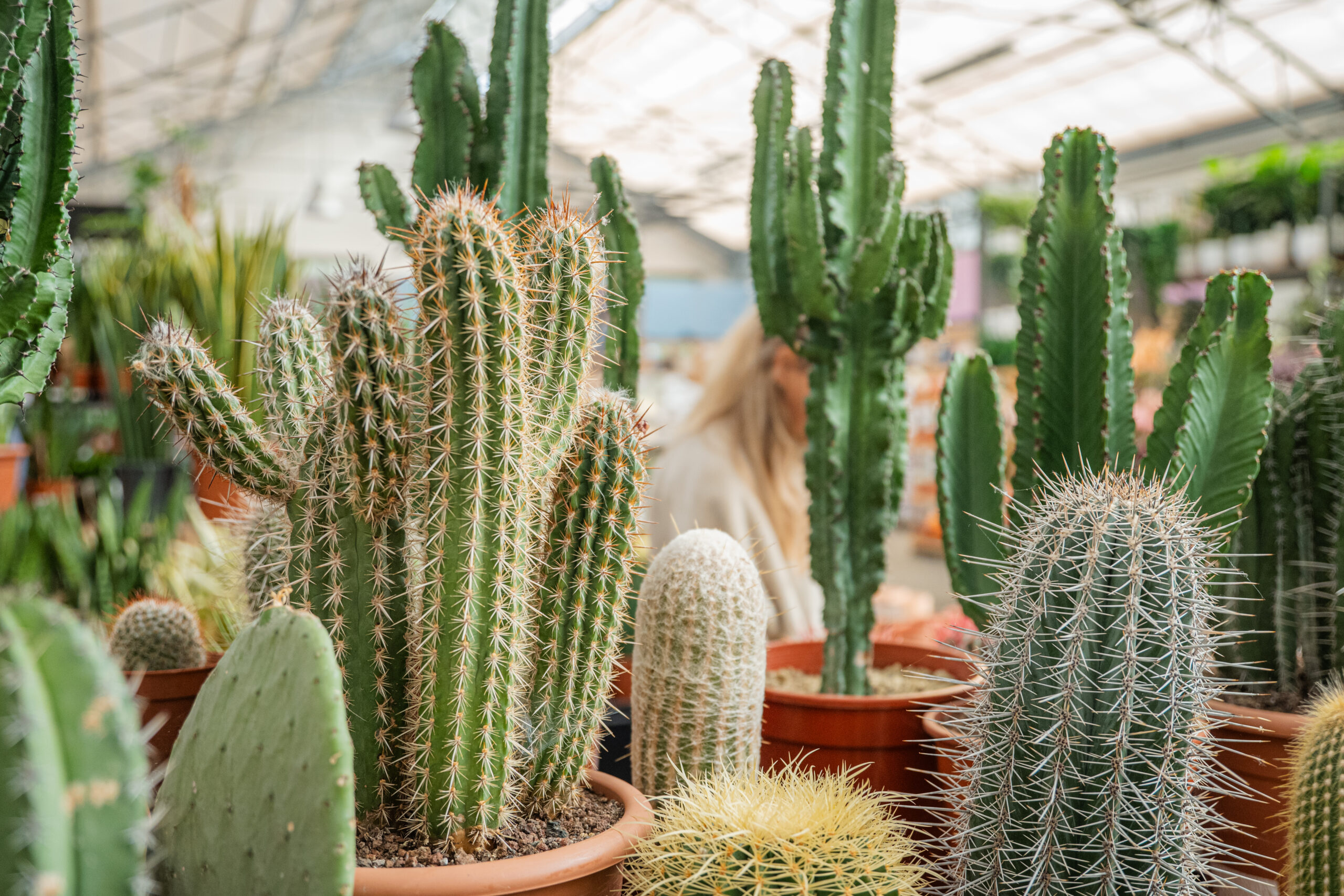 Planten in huis